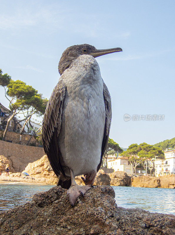 Phalacrocorax carbo，在科斯塔布拉瓦-赫罗纳